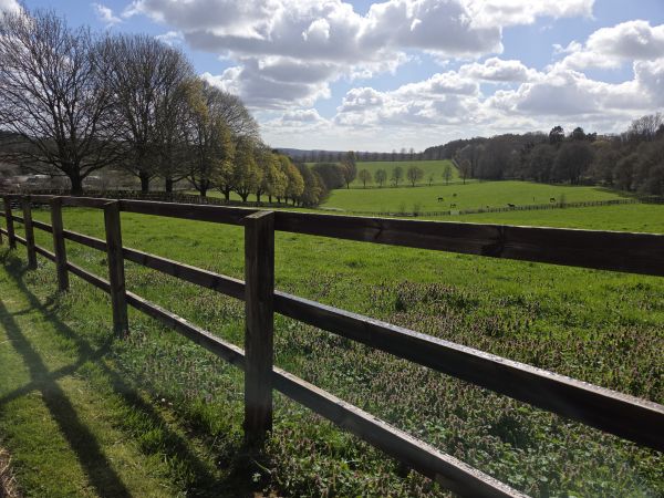 Fenced pasture with long line of trees